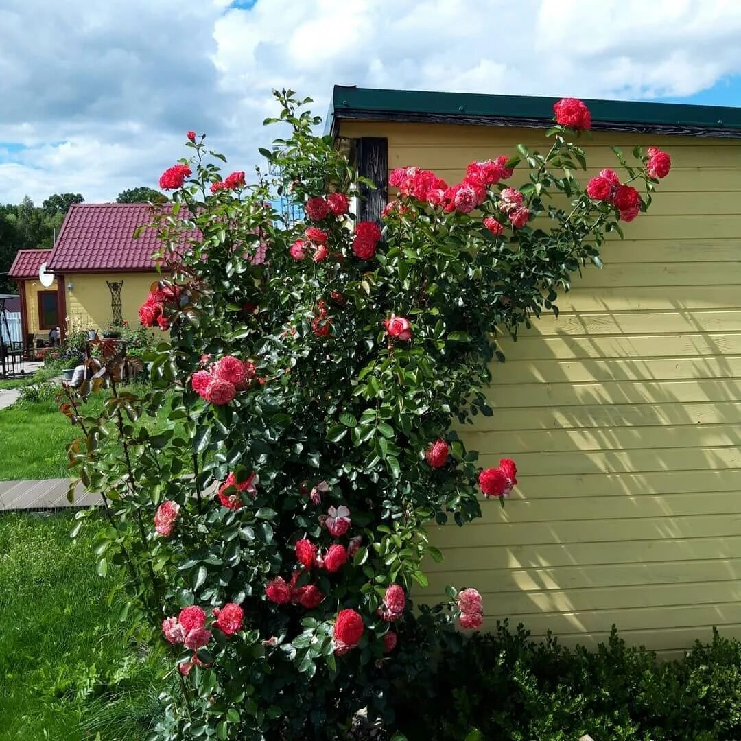 роза аттика плетистая. роза антик 89 (antike 89). роза антик. роза антик 89 (antike 89). роза антик 89 (antike 89).