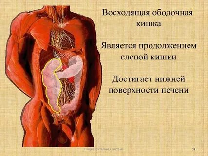Восходящая кишка