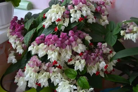 Цветы мадам