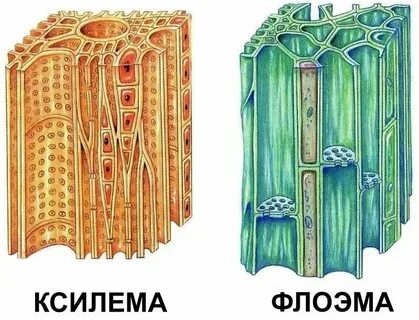 Слово ксилема на человеческом языке кроссворд 9