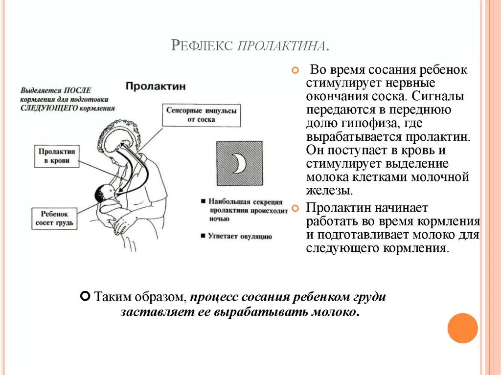 Что такое пролактин. Рефлекс пролактина и окситоцина. схема рефлекса окситоцина и пролактина. рефлекс окситоцина грудное вскармливание. пролактин вырабатывается клетками.
