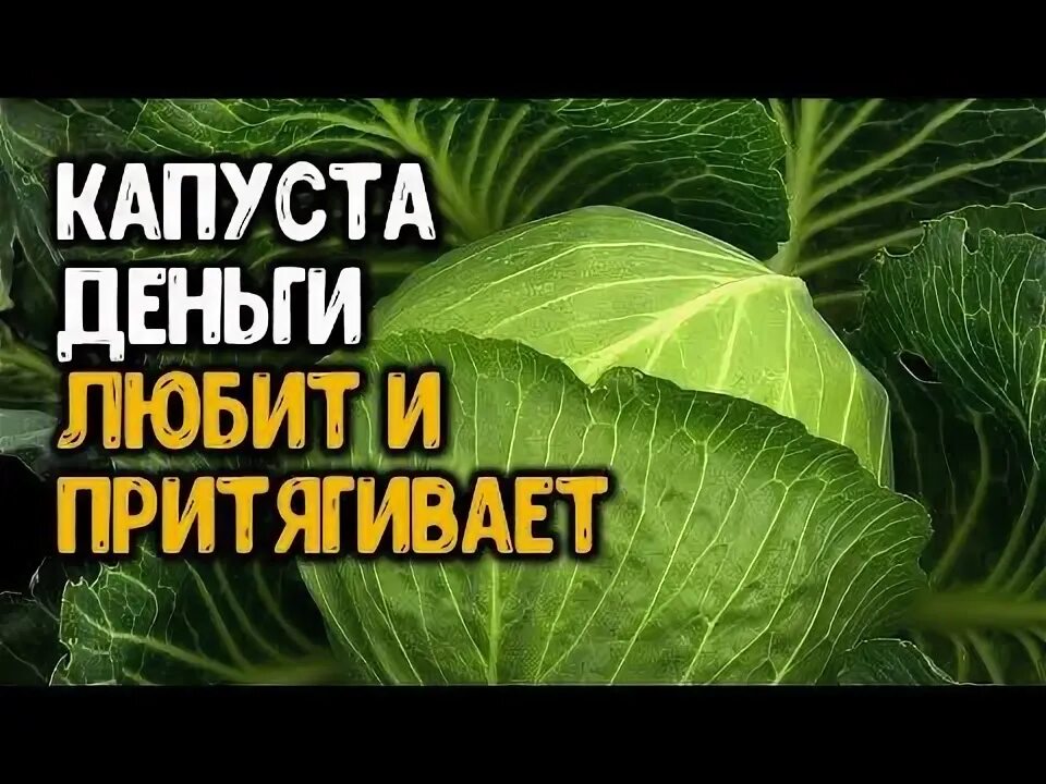 Капуста есть деньги