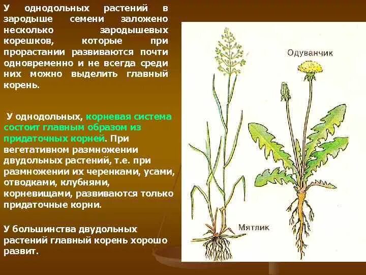 Корни двудольных и однодольных растений. Корень однодольного растения. Корневая система однодольных. Корневая система однодольных растений. Корневище однодольного растения.