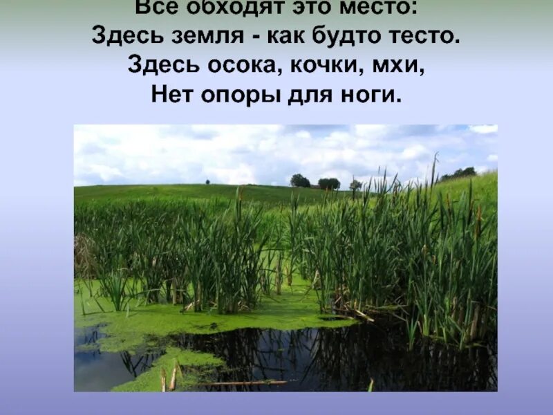 Все обходят это место: здесь земля как будто. Загадка все обходят это место здесь земля как будто тесто. Сообщение про болото 5 класс здесь Осока Кочки. Его все обходят. Этой песне место здесь