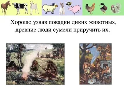 Почему человек дикий