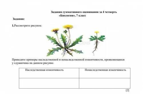 Практическая работа случайно изменчивость 7 класс ответы. Модификационная изменчивость одуванчика. ненаследственная изменчивость одуванчик. наследственные и ненаследственные изменчивость одуванчика. изменчивость организмов наследственная и ненаследственная.