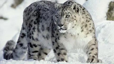 Рокко Сиффредди порно фильмдері, Синдидің 30 оргазмы