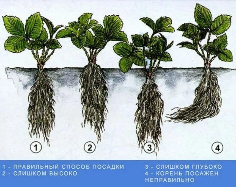 Посадка корень какой