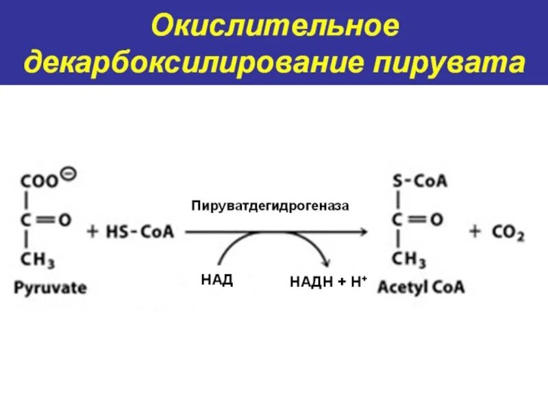 Схема реакции окислительного декарбоксилирования пирувата. Окислительное декарбоксилирование ПВК схема. Суммарная реакция окислительного декарбоксилирования ПВК. Декарбоксилирование пировиноградной кислоты реакция.