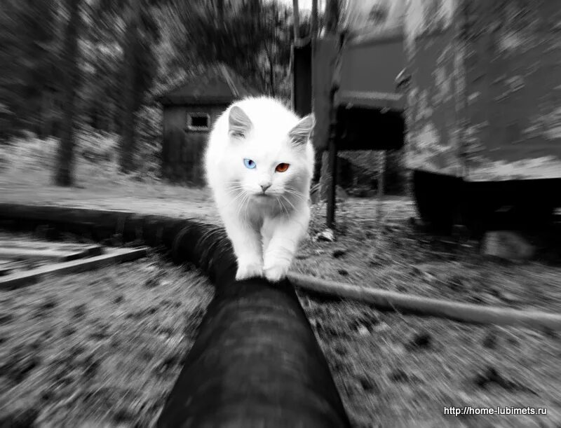 Бездомные котята. Белая бездомная кошка. Гордая кошка. Грустные истории про кошек.