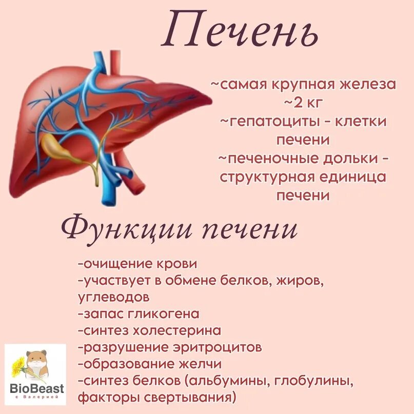 Функции печени. Главные функции печени. Функции печени 8 класс. Функции печени человека кратко.