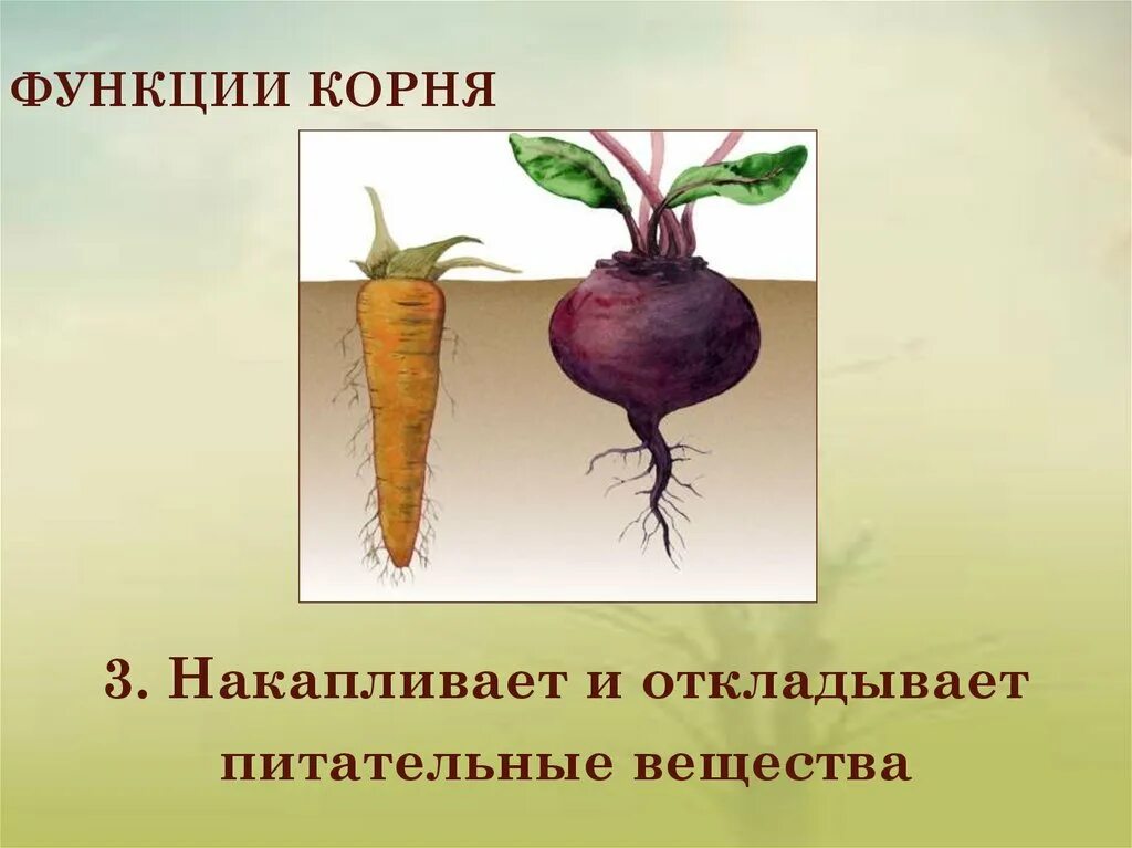 Перечислите функции корня. Функции корня. функции корневища. функции корня картинки. транспортная функция корня.