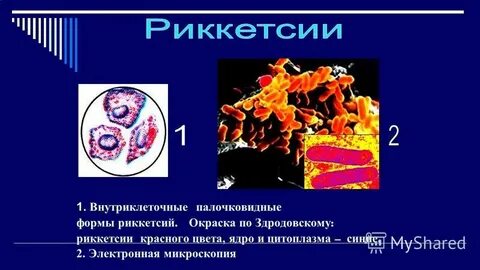 Риккетсии таксономия