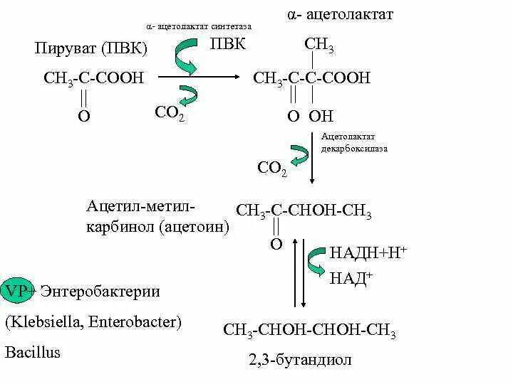 ПВК пируват. ПВК или пируват. Ацетолактат. Пировиноградная кислота. Пировиноградная кислота биополимер