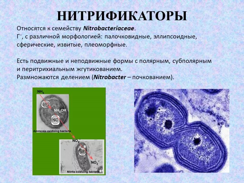 Нитрифицирующие бактерии. Нитрифицирующие бактерии под микроскопом. nitrosomonas бактерии.