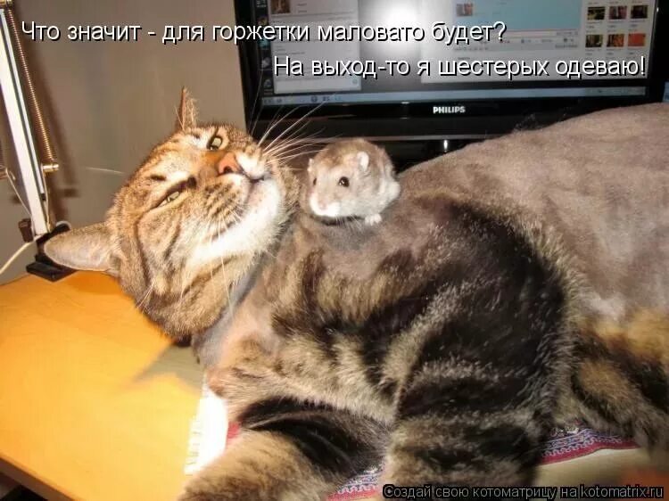 Приколы с котами до слез с надписями. Котики смешные с надписями до слез. смешные котики с надписями до слёз. смешные коты с надписями до слёз. коты приколы смешно до слёз с надписями.