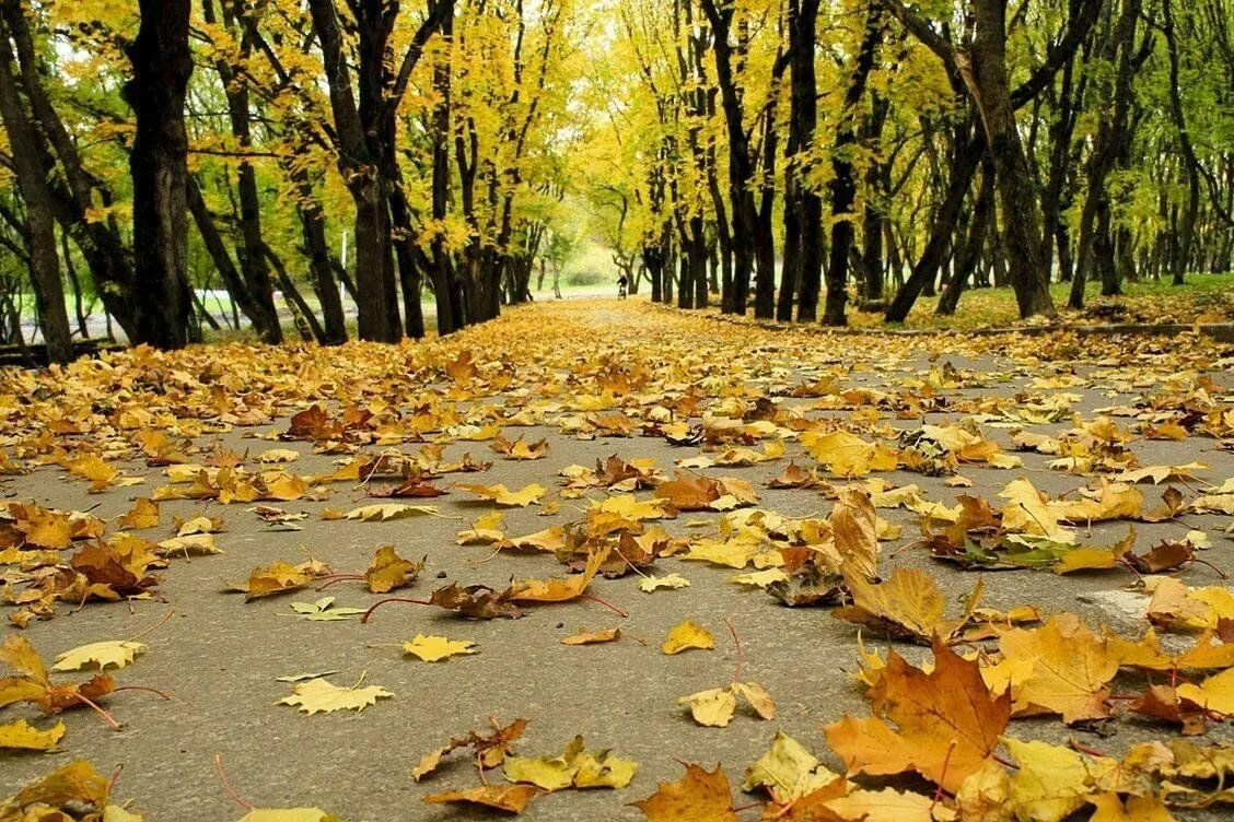 Осенью в городах опавшие листья. Осенний листопад. осень листопад. золотая осень листопад. листья кружатся.