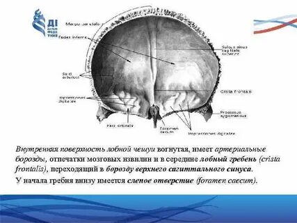 Имеет борозды