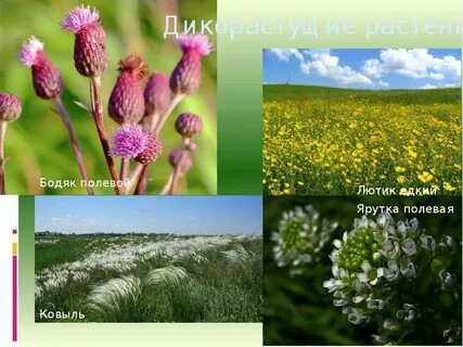 3 дикие растения