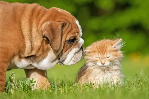 Nature pets