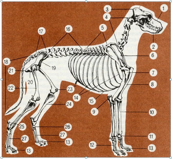 Скелет собаки анатомия. Скелет собаки анатомия кости. Анатомическое строение скелета собаки. Скелет собаки строение схема.