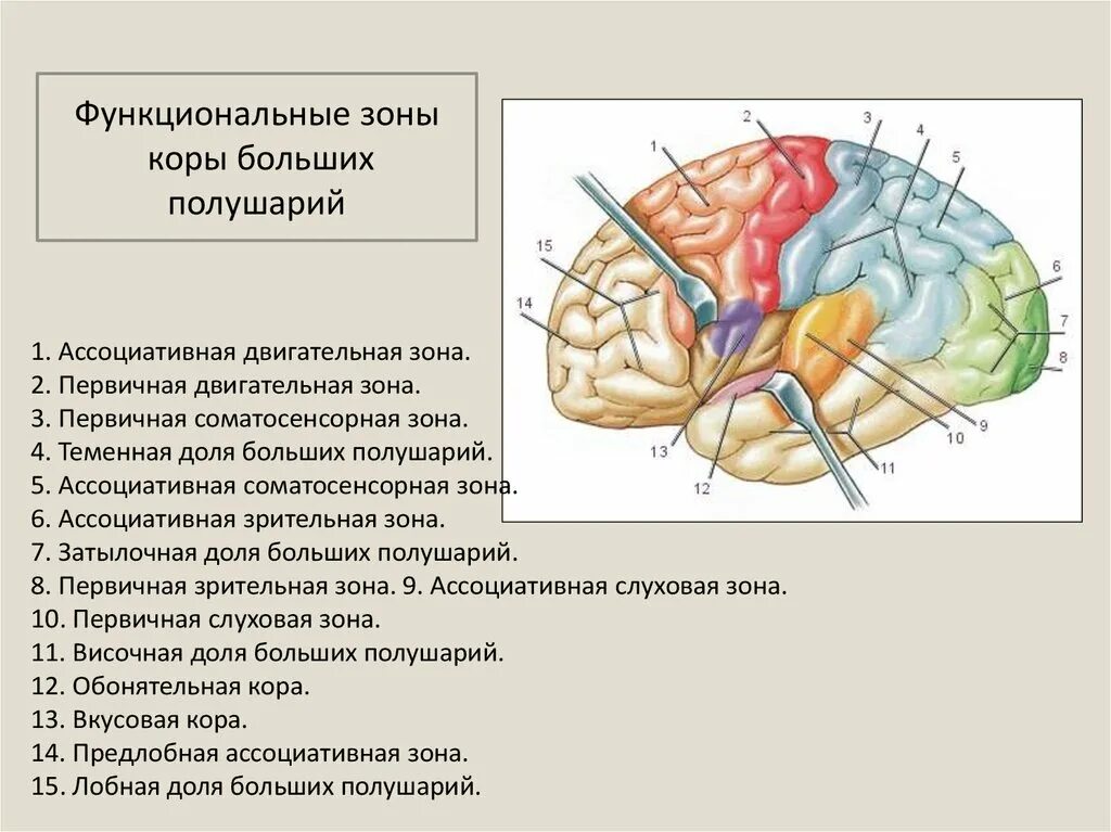 Центры в теменной доле. Функциональные зоны головного мозга. Функциональные зоны коры больших полушарий. Центры анализаторов в коре головного мозга таблица. Функциональные зоны коры слуховая Зрительная.