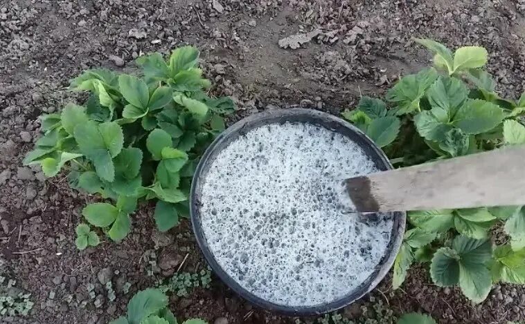 Можно ли посыпать клубнику золой. Клубника в огороде. Зола для огорода. Древесная зола для клубники. Древесная зола для клубники весной.