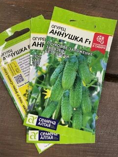 Огурцы сорт аннушка