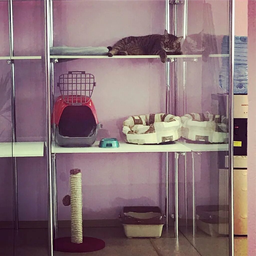 гостиница для кошек. гостиница для животных. кошачий отель. гостиница для собак. уютная передержка для кошек.
