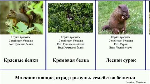 Отряд грызуны семейство беличьи