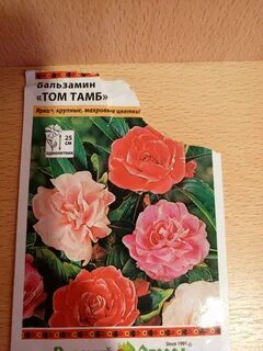 Бальзамин том тамб отзывы