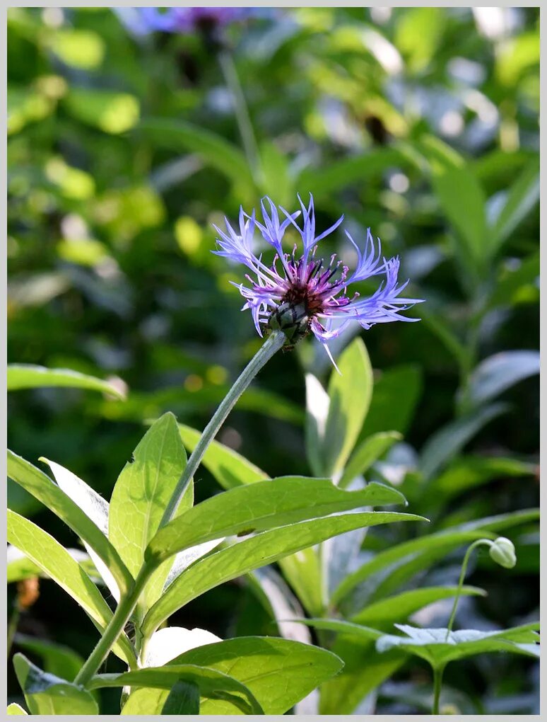 Василек листья. Centaurea Montana Fiore. Василек горный Джорджи листья. Листья василька.