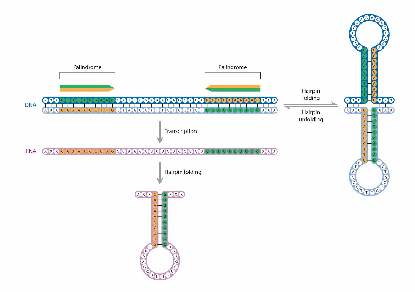 Палиндромная ДНК. Палиндромная последовательность ДНК. CRISPR structure. Палиндромы в цепи ДНК.