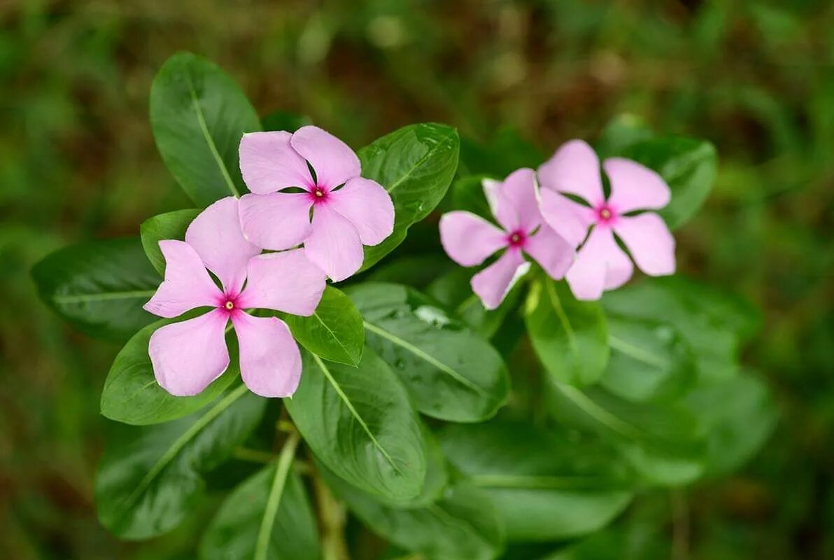 Барвинок розовый. Барвинок розовый катарантус. Катарантус розовый. Catharanthus roseus l. Catharanthus roseus сырье.