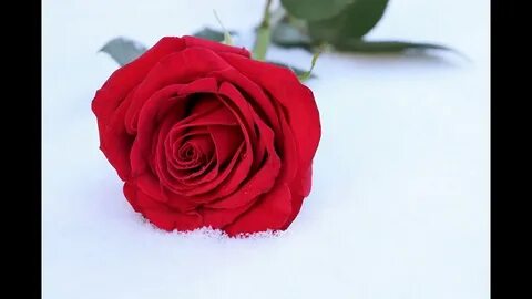 Красные розы слушать