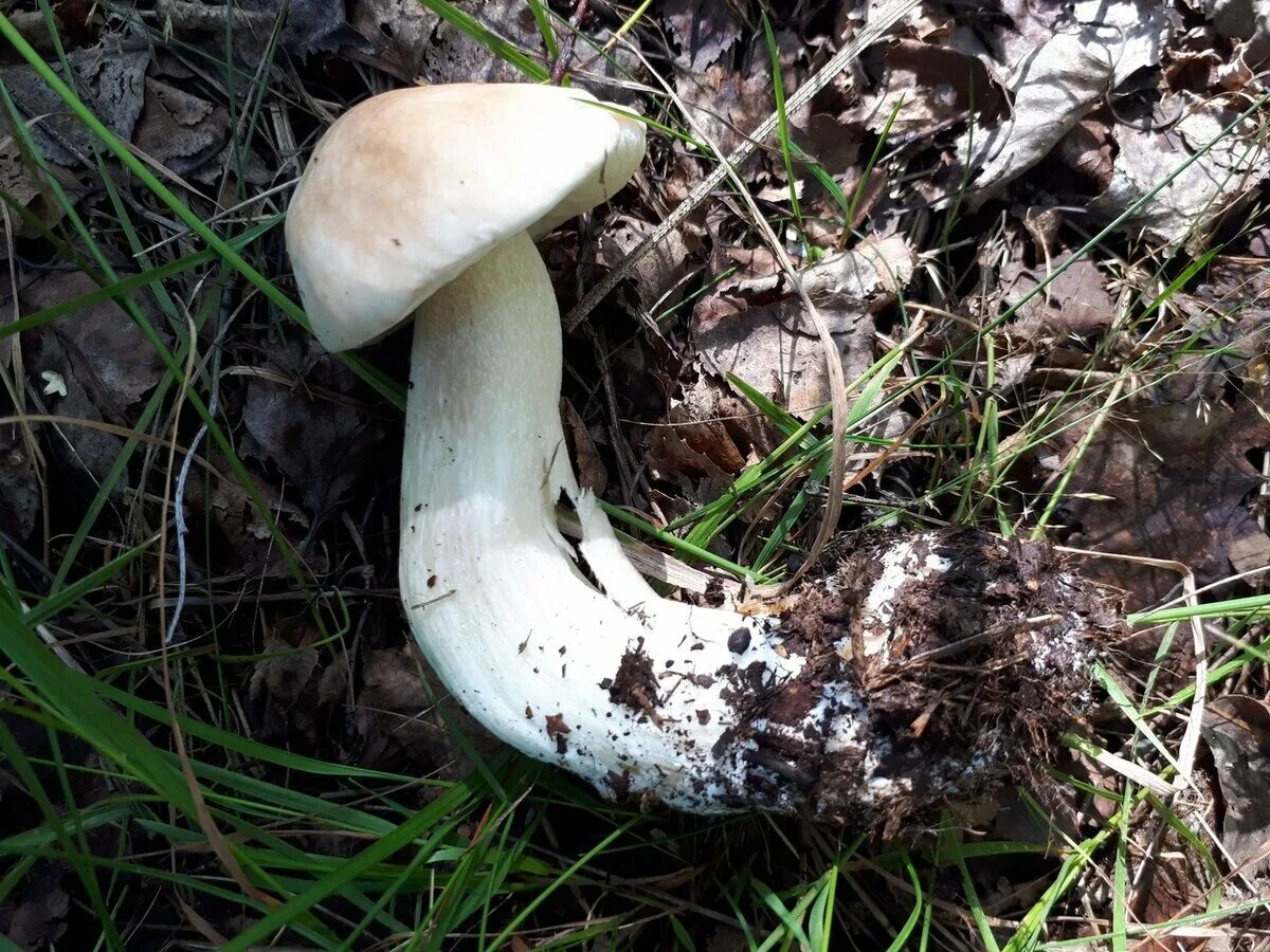 Гриб похожий на домик. Сон рвать грибы. Какие грибы можно рвать. В россии изменены правила сбора грибов, ягод и берёзового сока. Срезаем гриб ножиком.