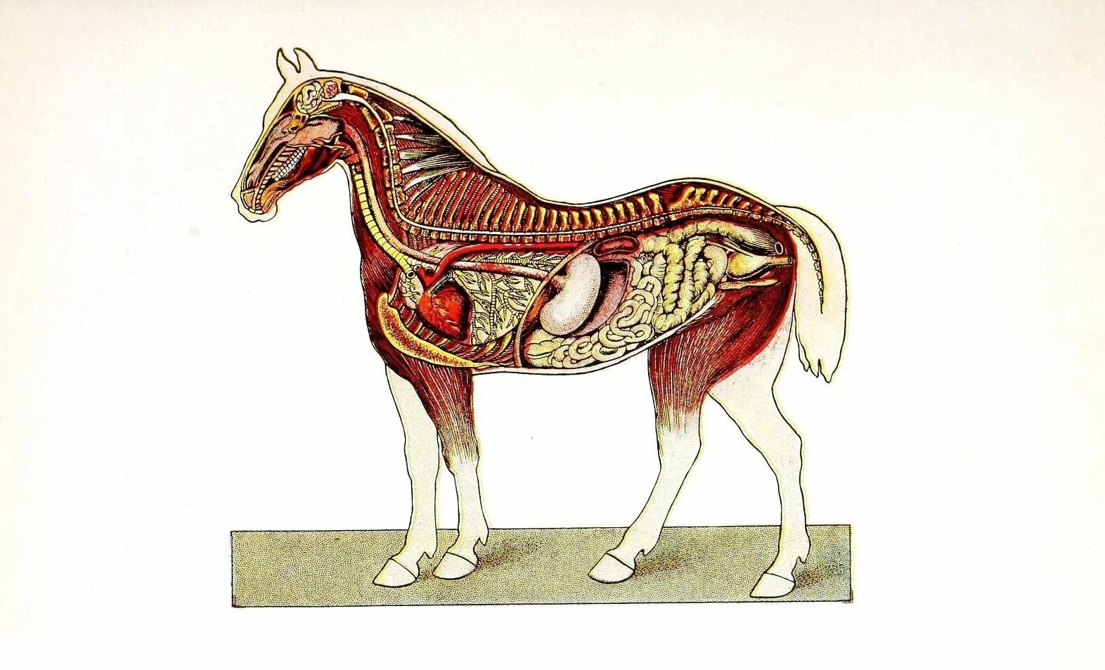 Внутреннее строение органов животных. Пищеварительная система лошади анатомия. Топография пищеварительной системы лошади. Система органов пищеварения лошади. Анатомия лошади топография органов.