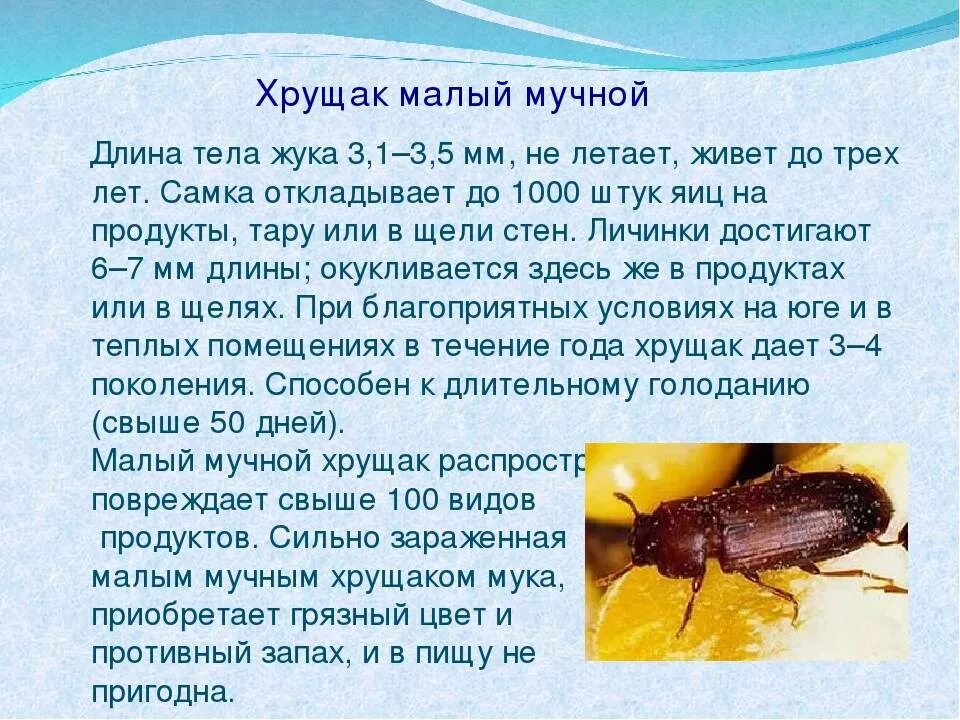 Малый мучной. Жук мучной хрущак. Черный жук мучной хрущак. Хрущак малый булавоусый. Жук мучной хрущак.