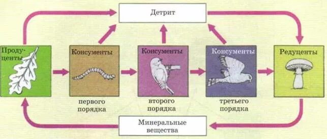 Цепь разложения биология. Продуценты консументы редуценты детритофаги. Цепи питания цепь разложения. Детритная цепь питания консументы редуценты.