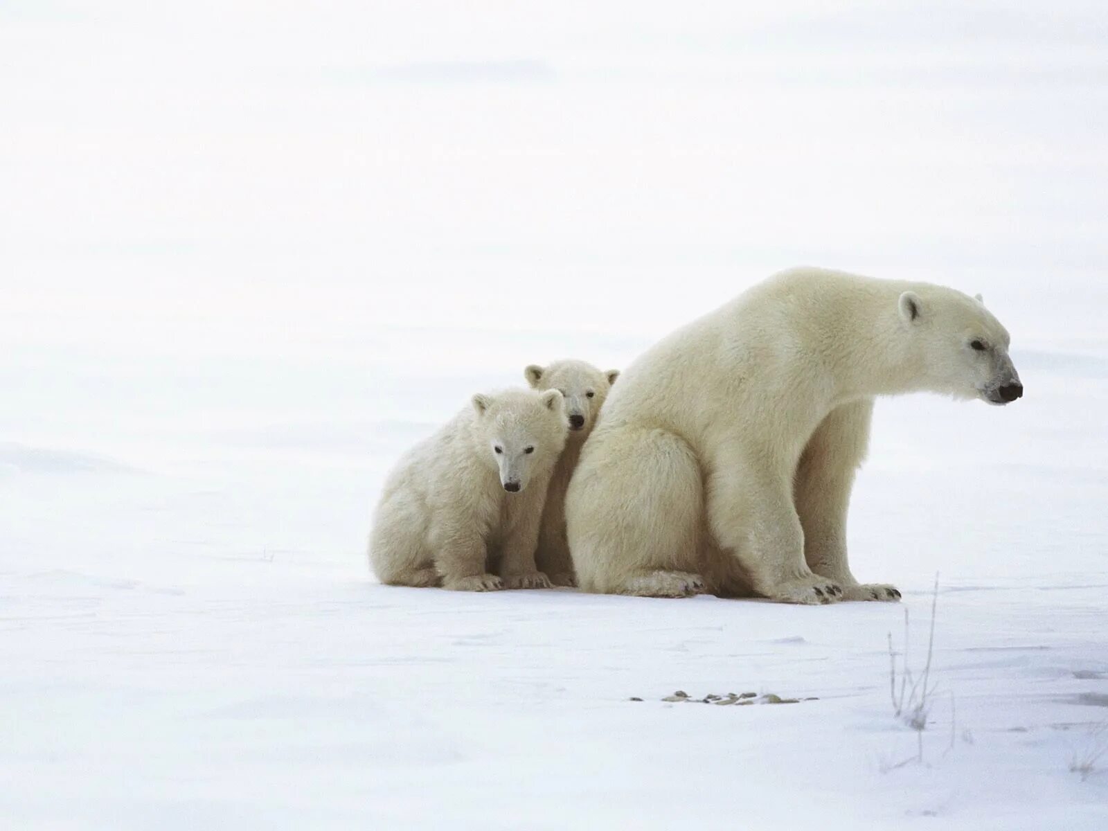 На следующей странице представлены фотографии белого медведя. Белый Медвежонок сидит. Белый медведь ошкуй. Полярный медведь сбоку. Белый медведь сбоку.