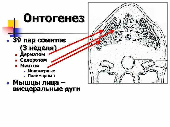 Дерматом сомита. Сомит склеротом миотом дерматом. Склеротомы сомитов. Сомиты нефротом спланхнотом.