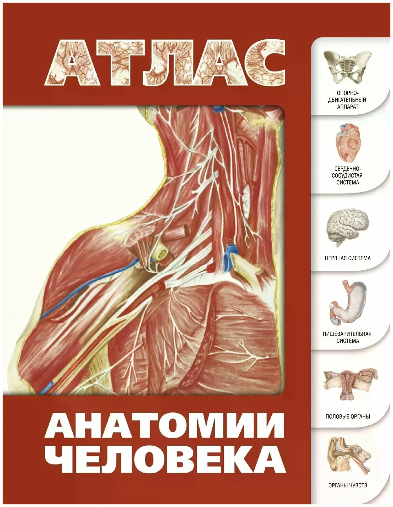 Атлас анатомии человека Самусев Липченко. Атлас анатомии человека Левкин. Атлас анатомии человека Лёвкин с.с. 2013. Сапин Никитюк Литвиненко атлас анатомии человека для стоматологов.