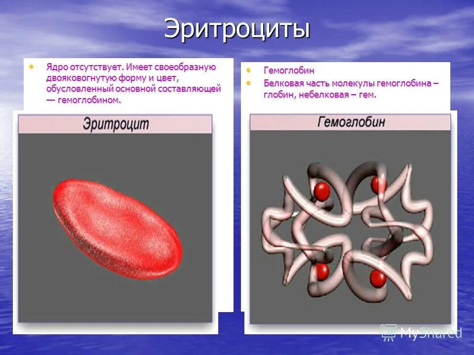 Наличие ядра человека. Эритроциты имеют ядро. Эритроцит форма и форма ядра. Эритроциты яд. В эритроцитах отсутствуют ядра.