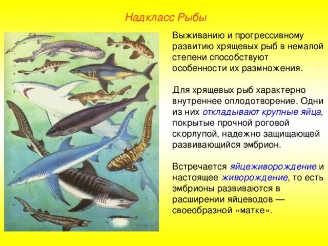 Хрящевые рыбы наружное оплодотворение. Какое оплодотворение у хрящевых рыб внутреннее или наружное. Оплодотворение хрящевых рыб. Внутреннее оплодотворение у хрящевых рыб. Какое оплодотворение характерно для костных рыб