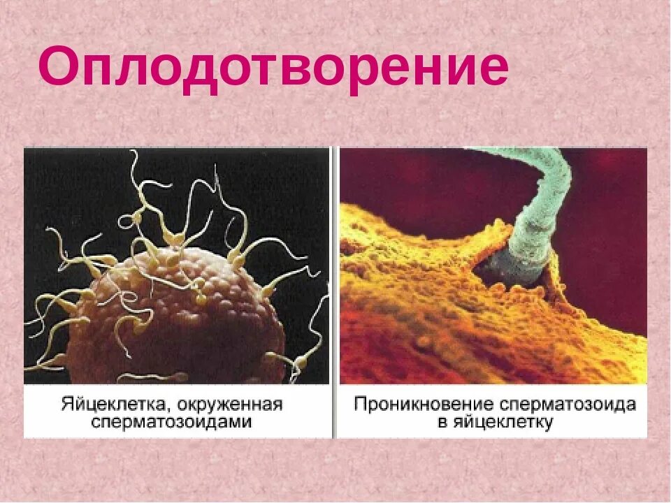 Процесс за которым следует оплодотворение. Оплодотворение яйцеклетки. Сперматозоид и яйцеклетка. Яйцеклетка женщины. Оплодотворение яйцеклетки сперматозоидом.