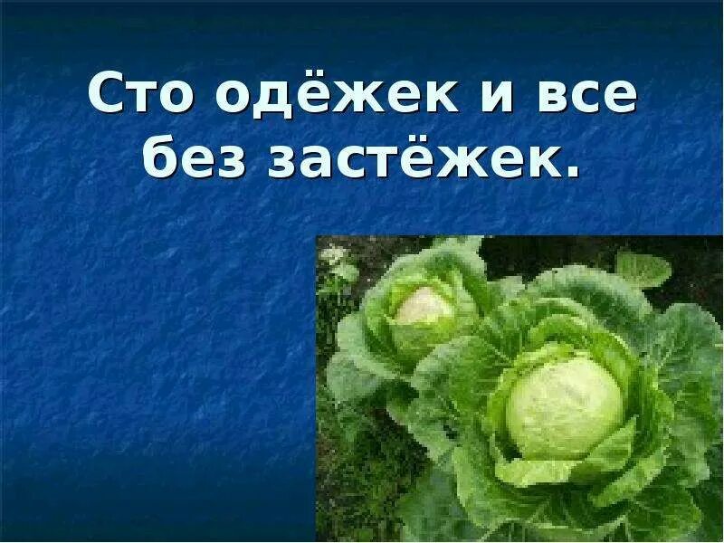 Загадку 100 одежек. 100 одежек и все без застежек. загадка сто одежек без застежек. загадка сто одежек. что одёжек и все без застёжек.