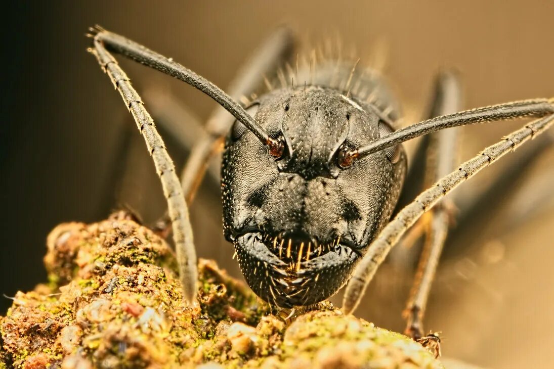 Насекомые. Рогатый паук шипастый кругопряд. 5 самых насекомых. Яйцеклад саранчи. Жук горбатка бразильская.