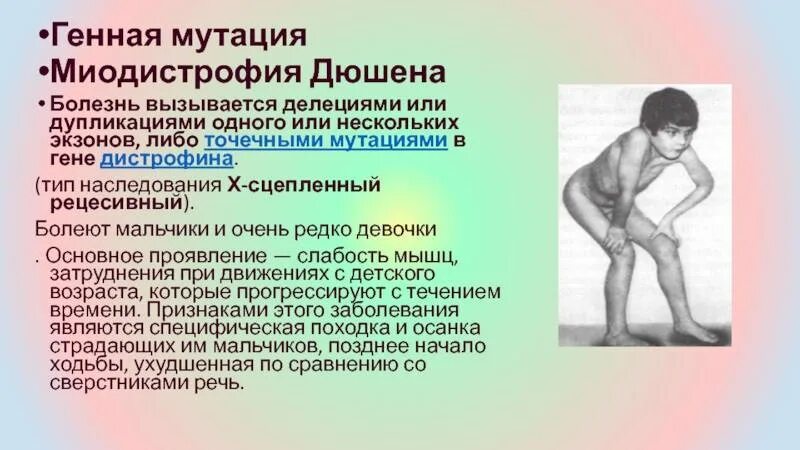 Признаки миопатии. Миопатия Дюшенна клинические проявления. Мышечная дистрофия Дюшенна Тип наследования. Болезнь Дюшенна Тип наследования. Миопатия Дюшенна наследование.