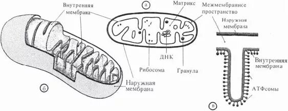 Строение митохондрии егэ. Строение митохондрии. схема строения митохондрии. строение митохондрии рисунок. полное строение митохондрии.
