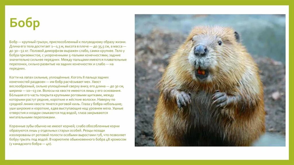 доклад на тему бобр. презентация про бобра. презентация про бобров. интересные факты о бобре. презентация о бобре.